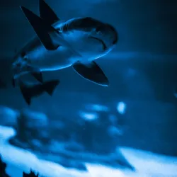 Shark Tank Investor Feud: Daymond John's Restraining Order