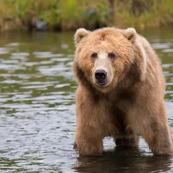 Top Bear Facts: Discover Fascinating Insights