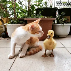 Unlikely Friendship Between a Cat and a Duck Goes Viral