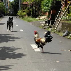 America's Favorite Joke, Why Did the Chicken Cross the Road