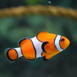 Can Fish Swim Backwards?