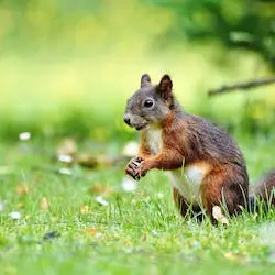 The Agile Acrobats: Unraveling the Flexibility of Squirrels