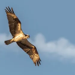 Hawk vs. Snake: Terrifying Texas Lawn-Mowing Ordeal