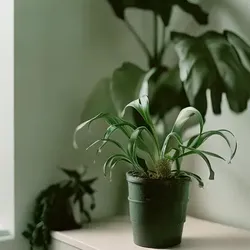 The Secret Life of Office Plants