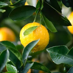 Lemon Farms: Sustainable Agriculture