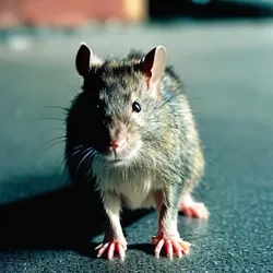 RAT-tastic News- NYC's Furry Friend Making a Comeback