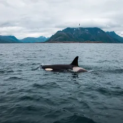 Orcas in Gibraltar: Captivating Encounters