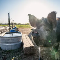 The Picky Pig who loves Chicken Noodle Soup