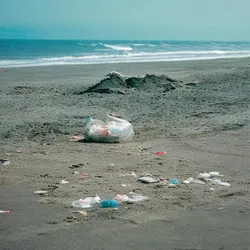 Volunteers Clean Up Local Beach, Restore Natural Habitat