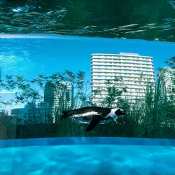 The Man Who Lives Underwater: Exploring the Depths of the Ocean